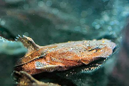 Chaca bankanensis