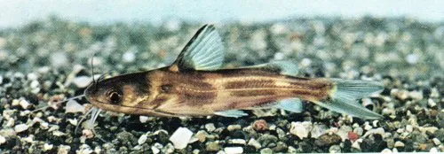 Tachysurus nudiceps: juvenile
