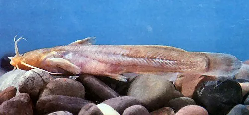 Cá nheo Liobagrus marginatoides, Liobagrus marginatoides