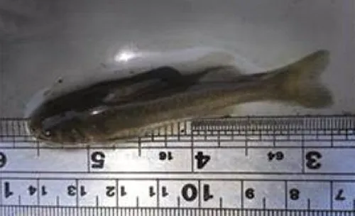 Diplomystes nahuelbutaensis: Juvenile-Collected in Carampangue
