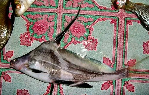 Black Lancer, Bagrichthys hypselopterus
