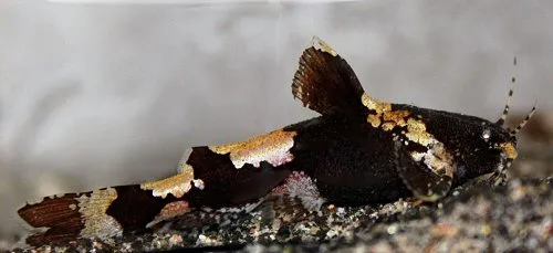 Akysis hendricksoni: female