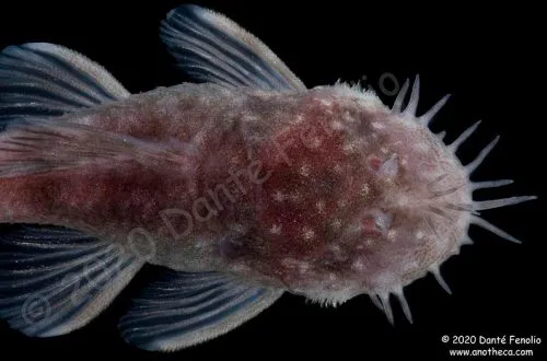 Ancistrus cryptophthalmus: dorsal view