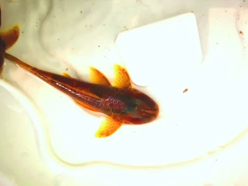 Cá Kronichthys subteres, Kronichthys subteres
