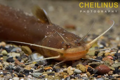 Amblyceps yunnanensis: head view