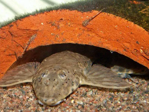 Cá whiptail Rineloricaria fallax, Rineloricaria fallax