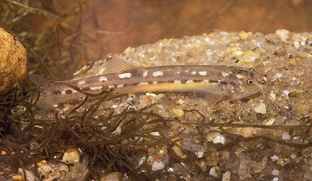 Cá trichomycterus albinotatus, Trichomycterus albinotatus