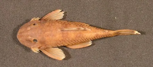 Neblinichthys pilosus: Paratype-dorsal view-Venezuela, Departamento Rio Negro; Rio Mawarinuma 1 km upstream of Neblina base camp in rif