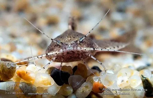 Akysis maculipinnis