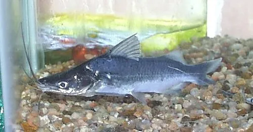 Cá da trơn Iheringichthys megalops, Iheringichthys megalops