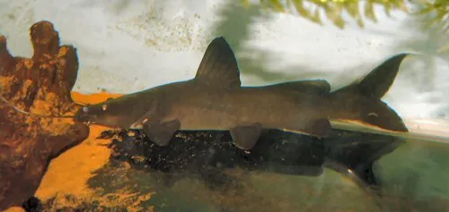 Hemibagrus wyckii: sub-adult