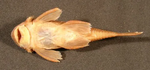 Neblinichthys pilosus: Paratype-ventral view-Venezuela, Departamento Rio Negro; Rio Mawarinuma 1 km upstream of Neblina base camp in rif