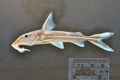 Leptodoras linnelli