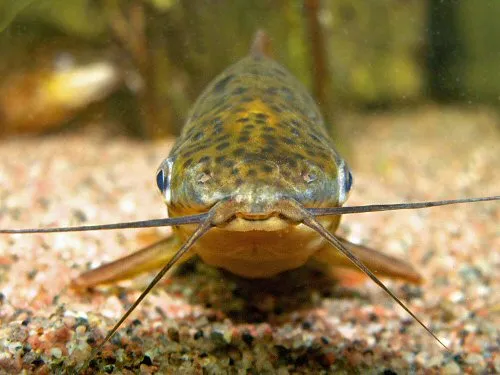 Dianema urostriatum: showing head profile