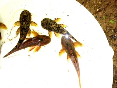 Kronichthys subteres: dorsal view