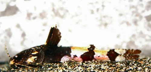Akysis hendricksoni: male