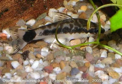 Cá otocinclus đuôi đốm, Otocinclus macrospilus
