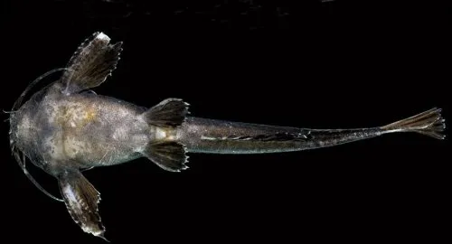 Pterobunocephalus depressus: ventral view