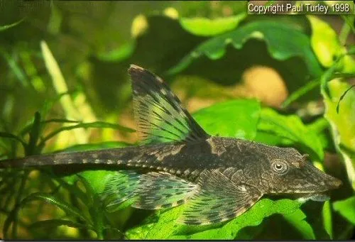Cá chổi hoàng gia lùn, Sturisomatichthys leightoni