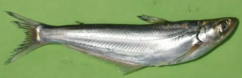 Cá da trơn Batchwa, Eutropiichthys vacha