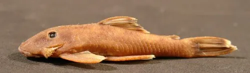 Cá Neblinichthys pilosus, Neblinichthys pilosus