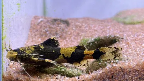 Akysis brachybarbatus: Xishuangbanna Dai, CN-YN, CN