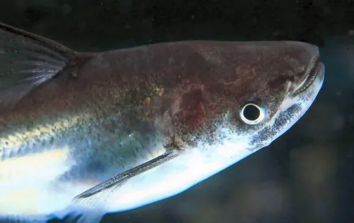 Cá da trơn Silond, Silonia silondia