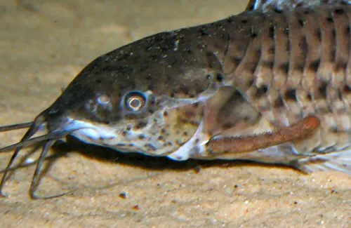 Megalechis thoracata: close up of head