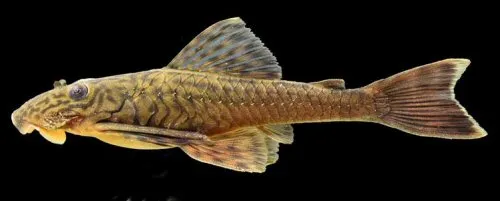 Cá lau kiếng Lasiancistrus volcanensis, Lasiancistrus caucanus