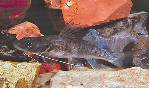 Cá lăng Hemibagrus variegatus, Hemibagrus variegatus