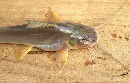 Megalonema platycephalum: dorsal view