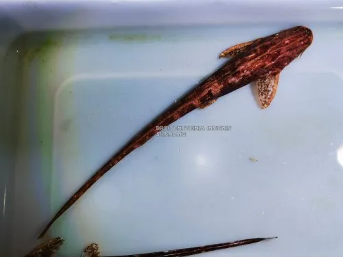 Cá Breitensteinia insignis, Breitensteinia insignis