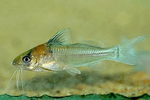 Brachyrhamdia rambarrani