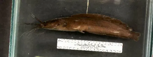 Cá trê pachynema, Clarias pachynema