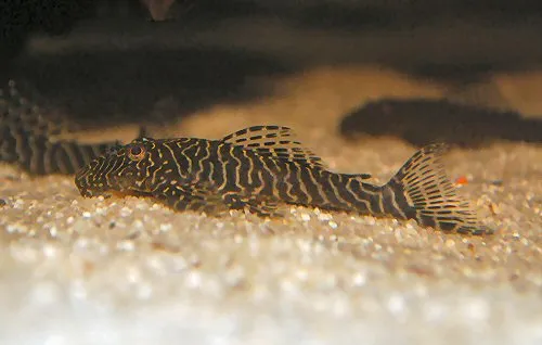 Cá Pseudolithoxus tigris, Pseudolithoxus tigris