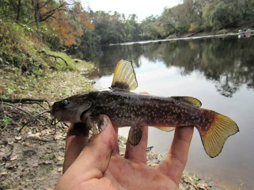 Ameiurus serracanthus