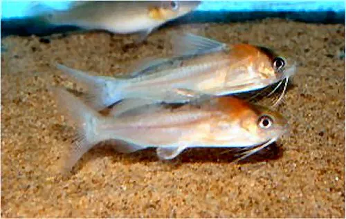 Cá mèo giả Adolfoi, Brachyrhamdia rambarrani
