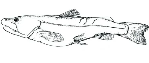 Cá da trơn Diplomystes nahuelbutaensis, Diplomystes nahuelbutaensis