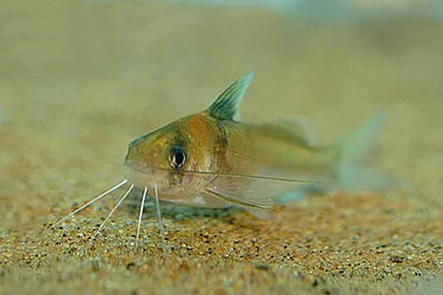 Brachyrhamdia rambarrani: head view