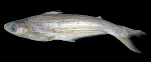 Cá schilbeid Eutropiichthys cetosus, Eutropiichthys cetosus