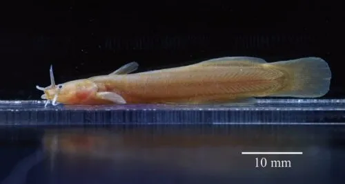 Cá trê suối Thành Đô, Liobagrus chenghaiensis