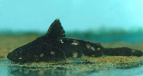 ปลาแบนโจเอเชีย, Acrochordonichthys rugosus
