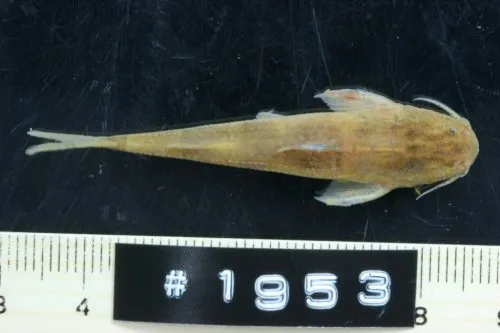 Pseudobagarius filifer: Dorsal view-showing the extended first pectoral-spine