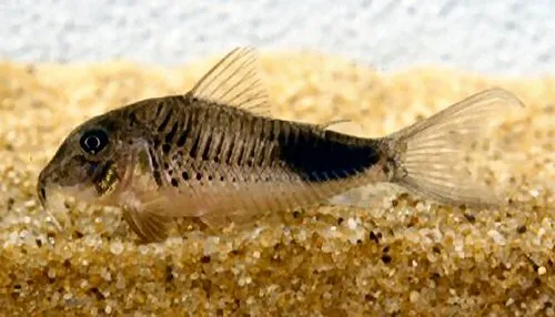 Cá chuột mõm dài đốm nhòe, Corydoras ourastigma