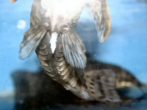 Megalechis thoracata: Showing the male Papilla