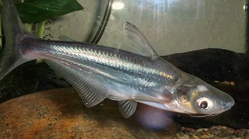 Cá tra, Pangasianodon hypophthalmus