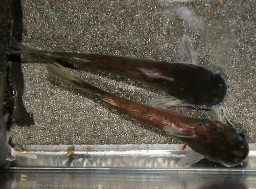 Tatia strigata: dorsal view