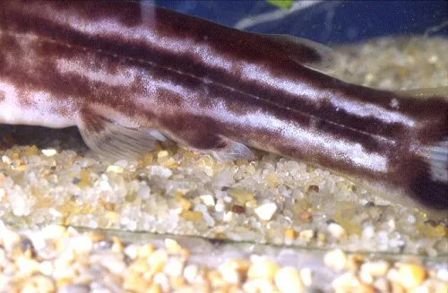 Tatia gyrina: Showing lateral line pores