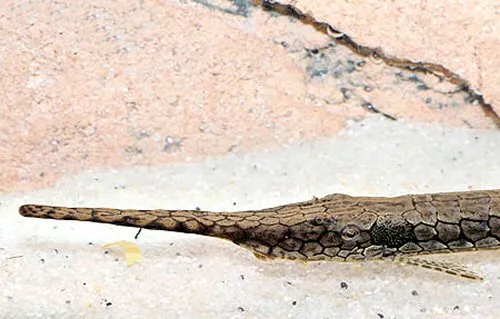 Farlowella platorynchus: Dorsal view of head