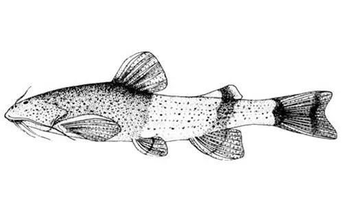 Cá akysis brachybarbatus, Akysis brachybarbatus
